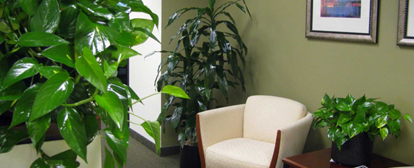 Interior Plant Designs
